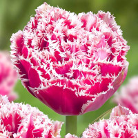 Луковицы Тюльпан бахромчатый Брест (в упаковке - 3шт.)