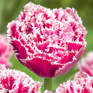 Тюльпан бахромчатый Брест (в упаковке - 3шт.)