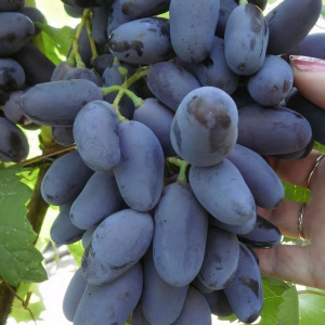 Саженцы Виноград Памяти Негруля