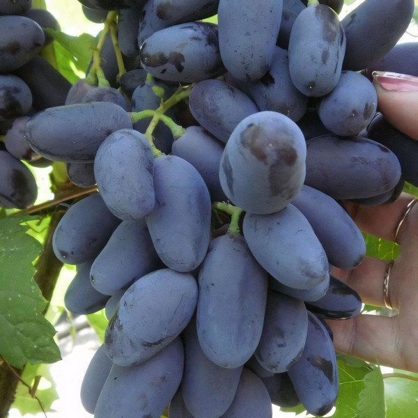 Саженцы Виноград Памяти Негруля