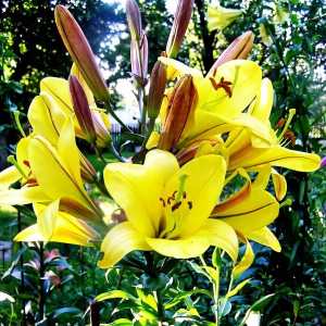  Лилия длинноцветковая Deliana (Делиана)