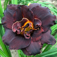 Саженцы Лилейник Voodoo Dancer (Вуду Дансер)