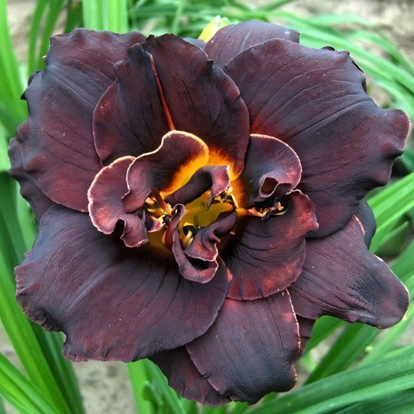 Саженцы Лилейник Voodoo Dancer (Вуду Дансер)