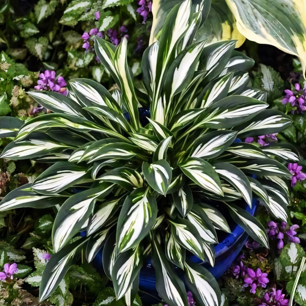 Саженцы Хоста Sparkler (Спарклер) S