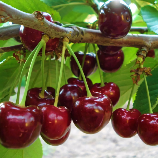 Саженцы Вишня Саммит