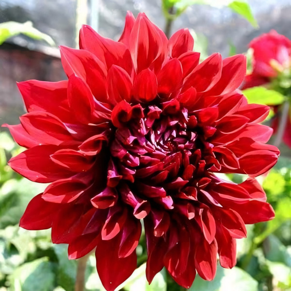 Саженцы Георгина декоративная макси Zorro (Зорро)