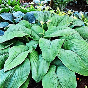 Саженцы Хоста T-Pex (Ти-Пекс) XL