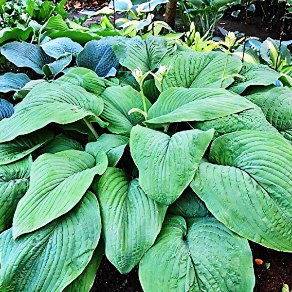 Саженцы Хоста T-Pex (Ти-Пекс) XL