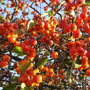 Саженцы Яблоня Крэб Эверест