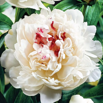 Саженцы Пион Festiva Maxima (Фестива Максима)