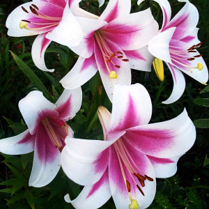  Лилия LOO гибрид Triumphator (Триумфатор)