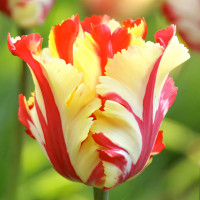 Луковицы Тюльпан попугайный Флеминг Пэррот Голд (в упаковке - 3шт.)