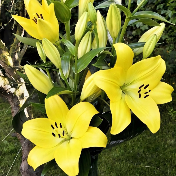 Луковицы  Лилия ЛА гибрид Malesco (Малеско) (3шт.)