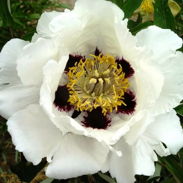 Саженцы Пион Снежный лотос