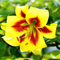 Луковицы Саженцы Лилия ОТ гибрид Robert Swanson (Роберт Свонсон) (3шт.)