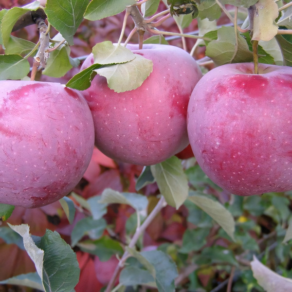 Саженцы Яблоня Флорина