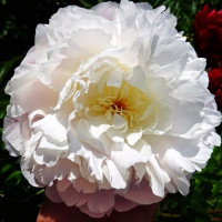 Саженцы Пион Lillian Wild (Лиллиан Уайлд)