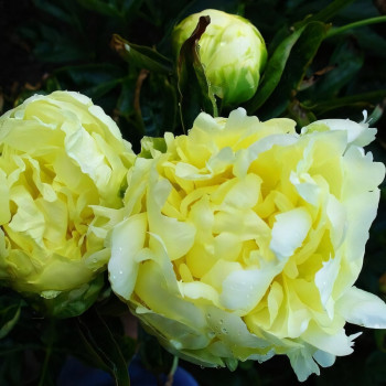 Саженцы Пион Goldmine (Голдмайн)