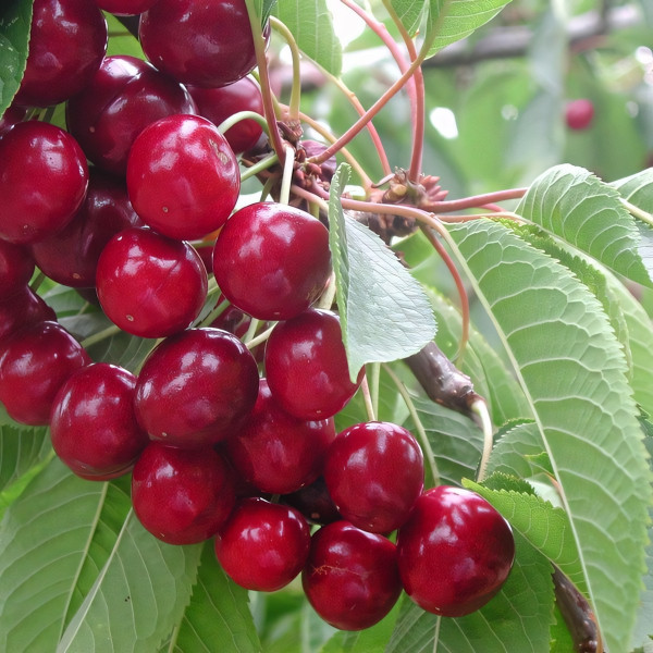 Саженцы Черешня Ярославна