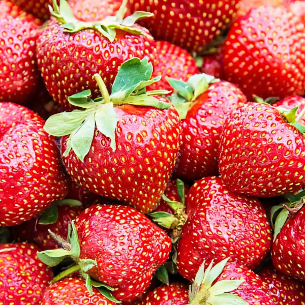 Клубника (крупноплодная) Фейт 5 шт. в упаковке