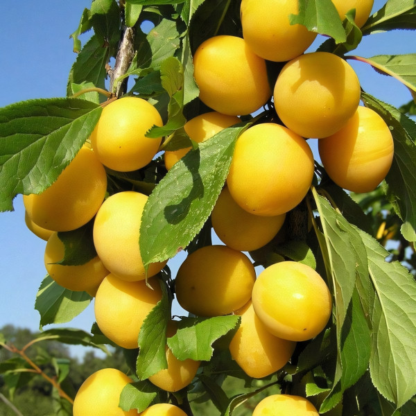 Саженцы Алыча Царская