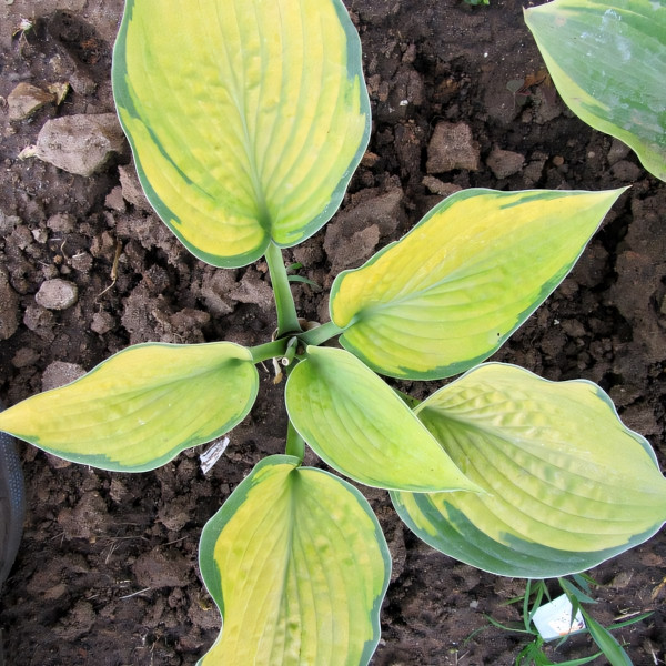 Саженцы Хоста Royal Golden Jubilee (Роял Голден Юбили) М
