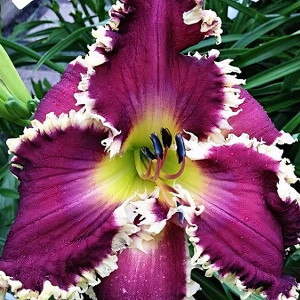 Саженцы Лилейник Somewhat Awesome (Самвот Оусам)