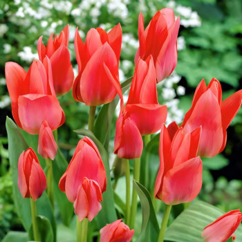 Тюльпан многоцветковый Мери Го Раунд (в упаковке - 3шт.)