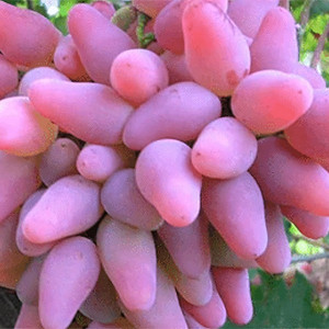 Саженцы Виноград Оригинал