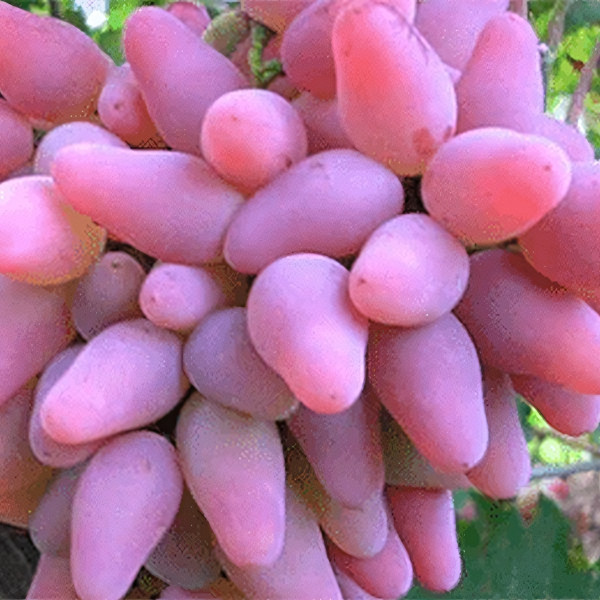 Саженцы Виноград Оригинал