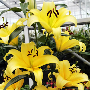  Лилия ОТ гибрид Bellville (Бельвилль)