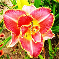 Саженцы Лилейник Unlock the Stars (Анлок Зе Старз)