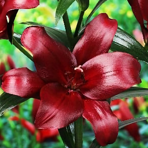 Луковицы  Лилия Мэйуандер (3шт.)