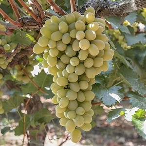 Саженцы Виноград кишмиш Рататуй