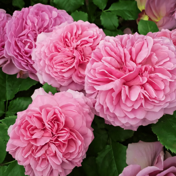 Саженцы Роза английская Принцесса Александра оф Кент