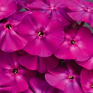 Саженцы Флокс Чародей