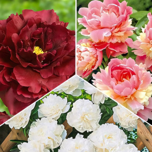 Комплект топовых пионов из 3 сортов