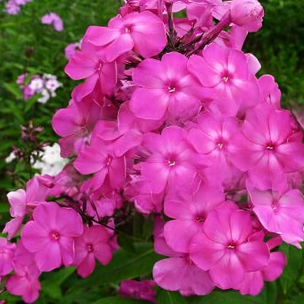 Саженцы Флокс Очарованный странник