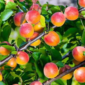 Саженцы Абрикос Королевский