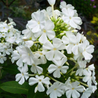 Саженцы Флокс метельчатый Fujiyama (Фудзияма)