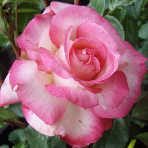 Саженцы Роза плетистая Арлекин