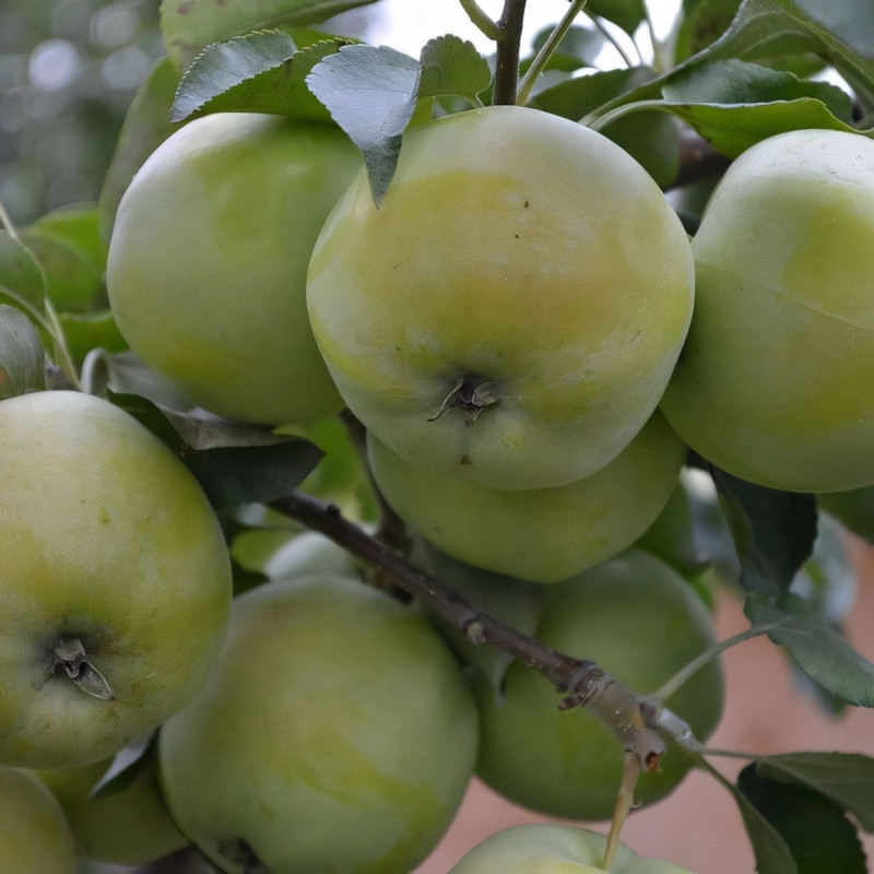 Саженцы Яблоня Башкирский Изумруд