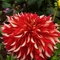 Саженцы Георгина декоративная макси Red Labyrinth (Рэд Лабиринт)