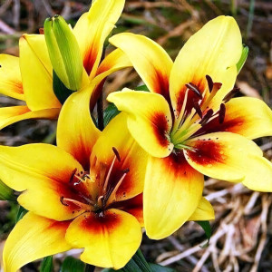  Лилия биколор азиатская Grand Cru (Гранд Крю)