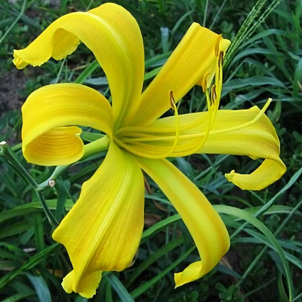 Саженцы Лилейник Spider Miracle (Спайдер Миракл)