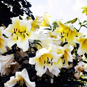  Лилия ОТ гибрид Conca D'or (Конка Д'ор)