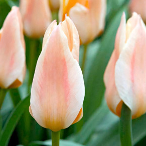 Тюльпан ботанический Литтл Герл (в упаковке - 3шт.)