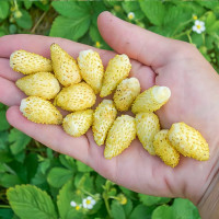 Клубника (мелкоплодная) Желтое чудо 5 шт. в упаковке