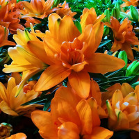 Луковицы  Лилия азиатская Tiny Double Dutch (Тайни Дабл Датч) (3шт.)