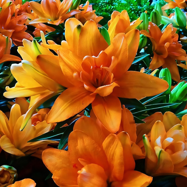 Луковицы  Лилия азиатская Tiny Double Dutch (Тайни Дабл Датч) (3шт.)